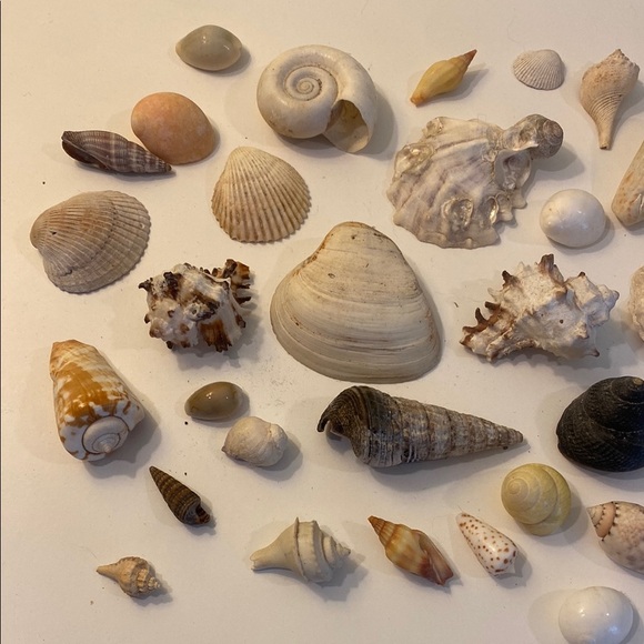 Assorted Seashell Collection - Picture 2 of 5